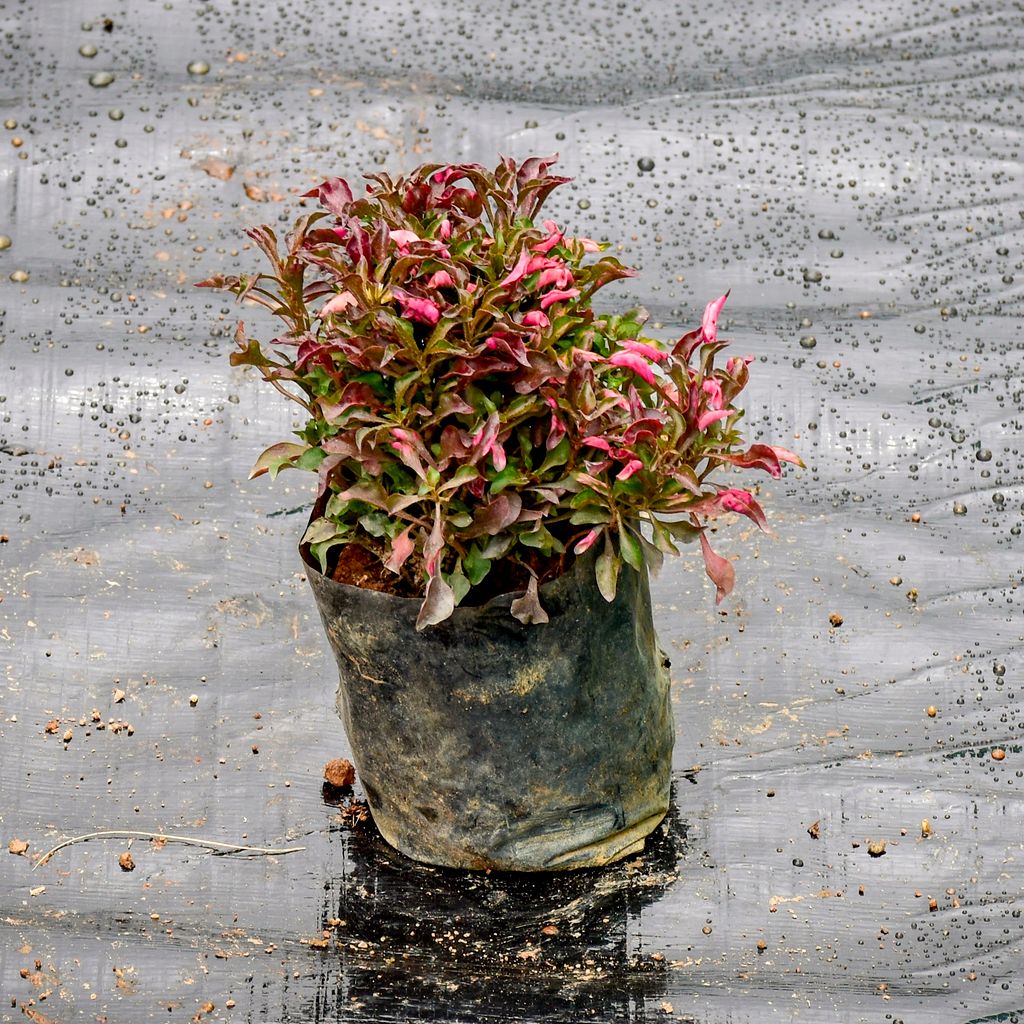 Alternanthera Red in 5 Inch Nursery Pot