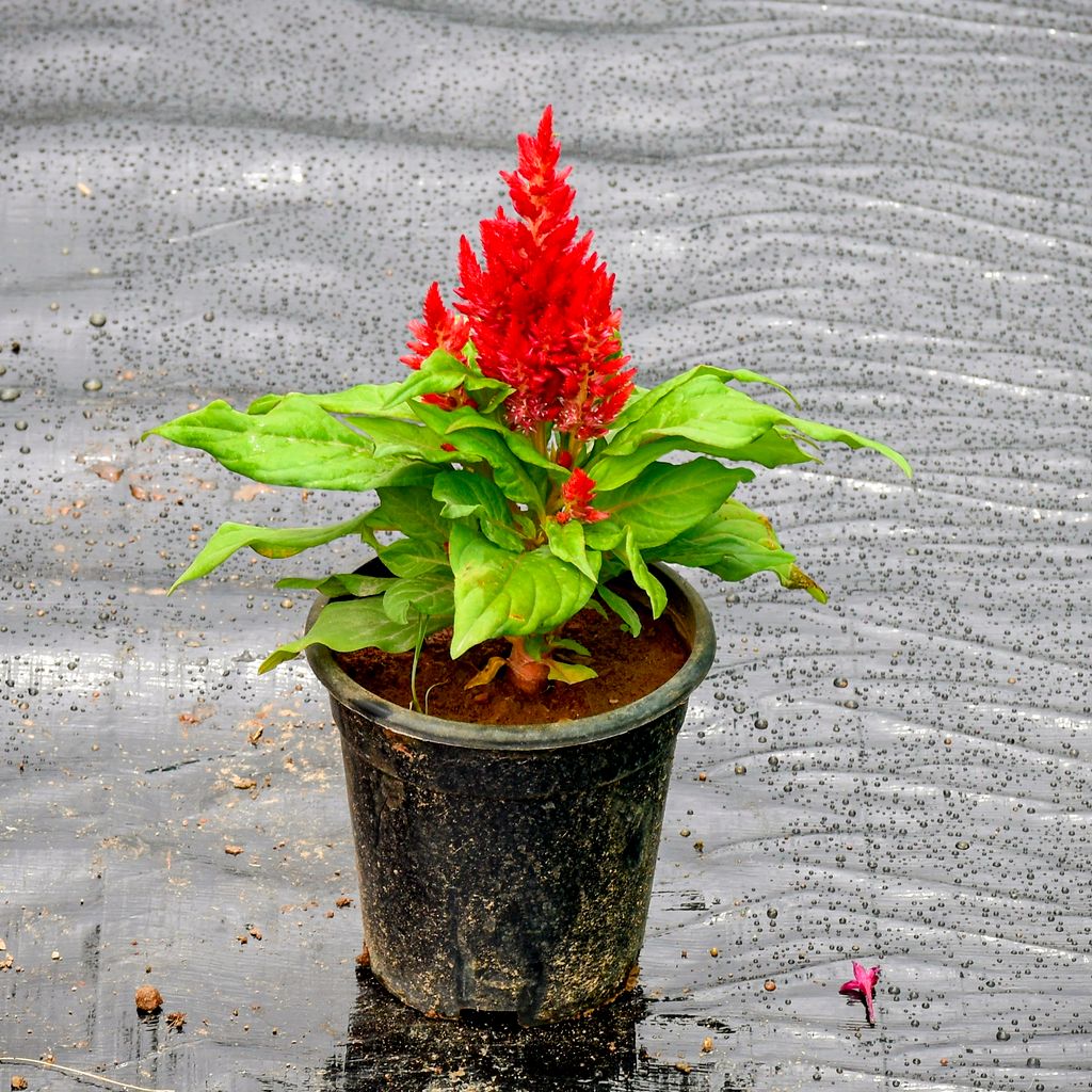 Celosia / Cockscomb Red in 4 Inch Nursery Pot