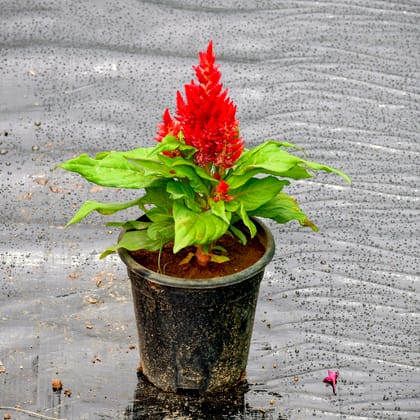 Buy Celosia / Cockscomb Red in 4 Inch Nursery Pot Online | Urvann.com