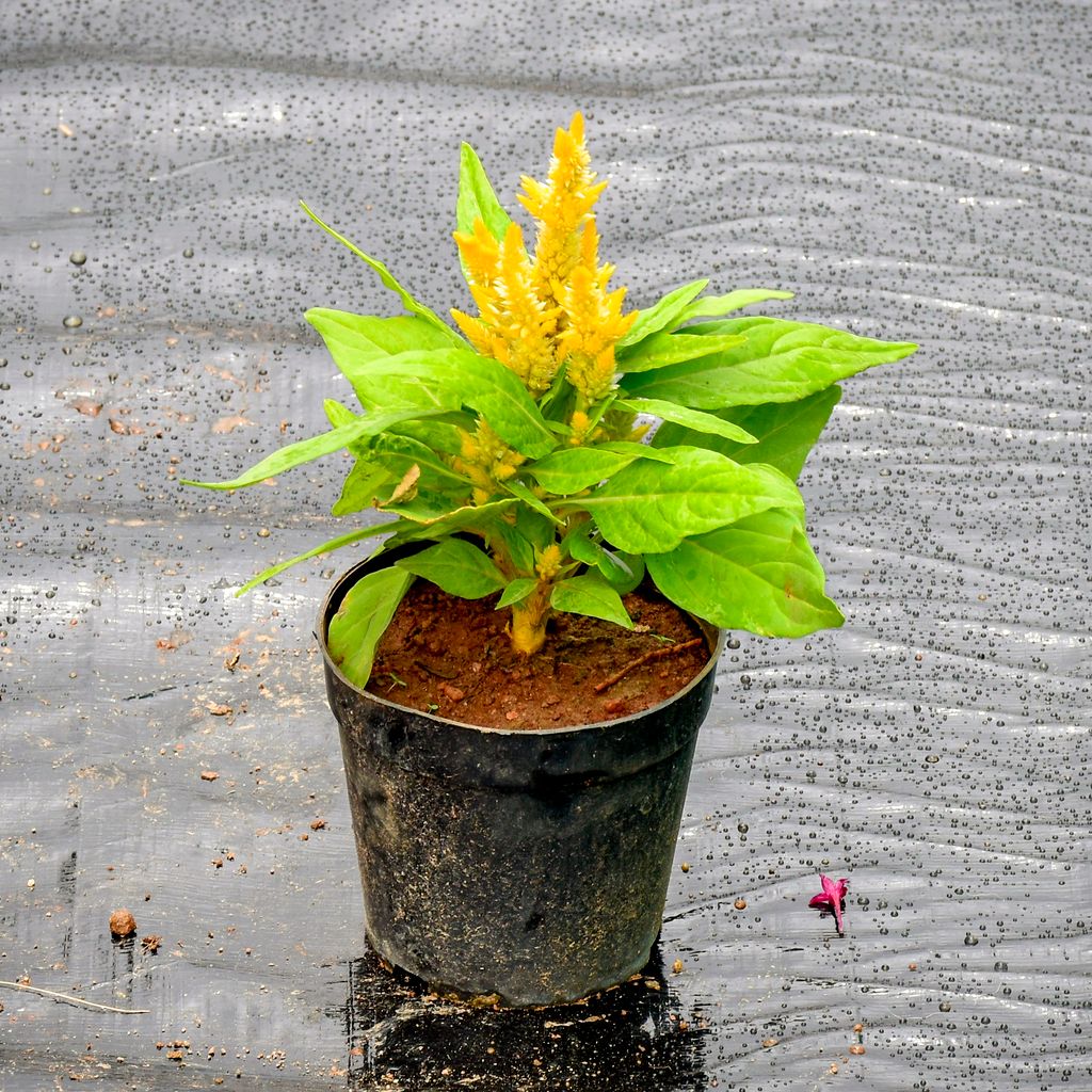 Celosia / Cockscomb Yellow in 4 Inch Nursery Pot