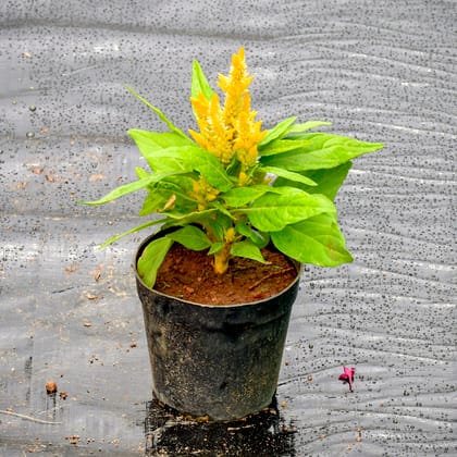 Buy Celosia / Cockscomb Yellow in 4 Inch Nursery Pot Online | Urvann.com