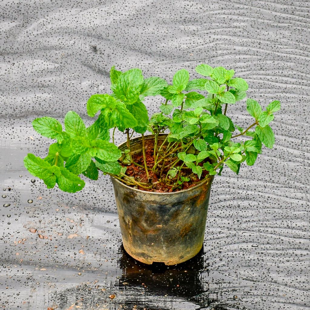 Mint / Pudina in 5 Inch Nursery Pot