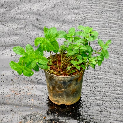 Buy Mint / Pudina in 5 Inch Nursery Pot Online | Urvann.com