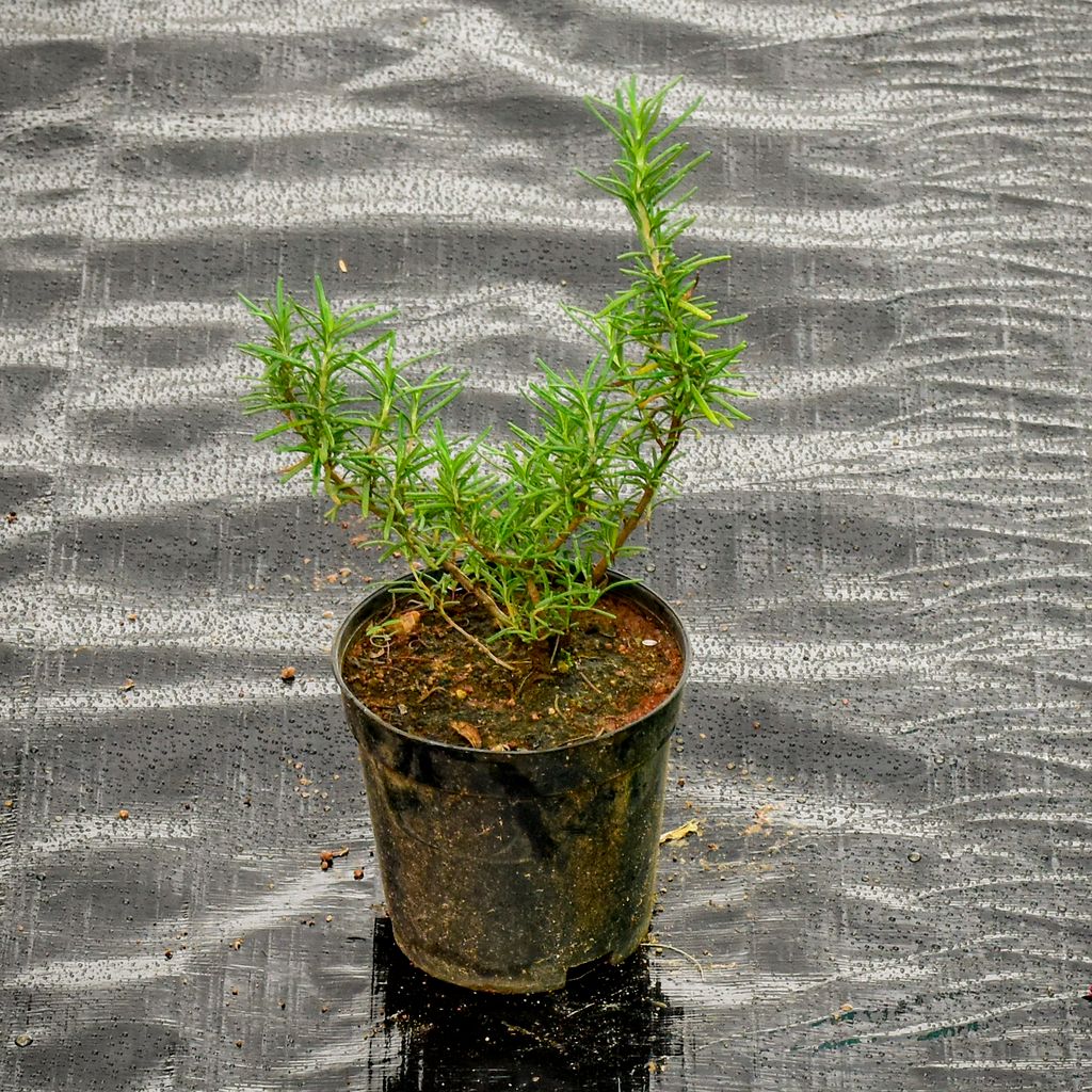 Rosemary in 5 Inch Nursery Pot