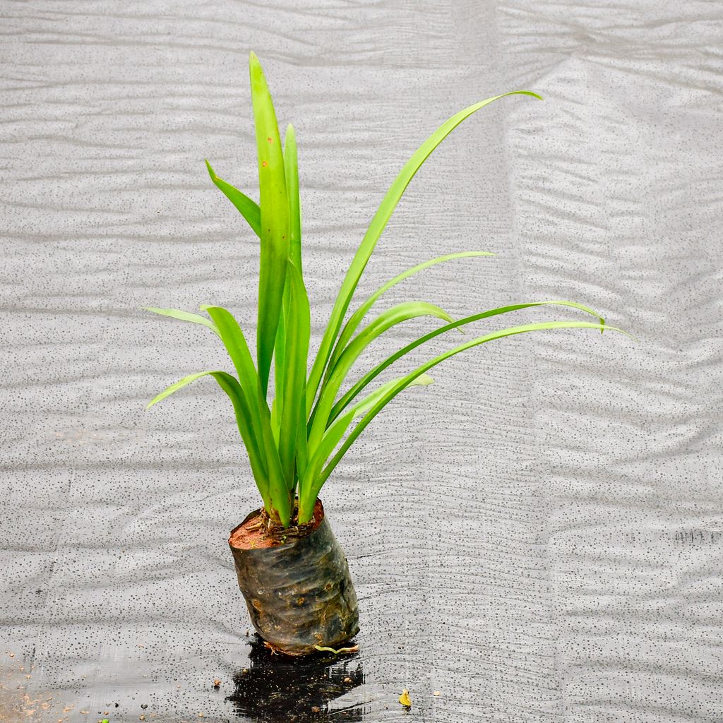 Spider Lily in 4 Inch Nursery Bag