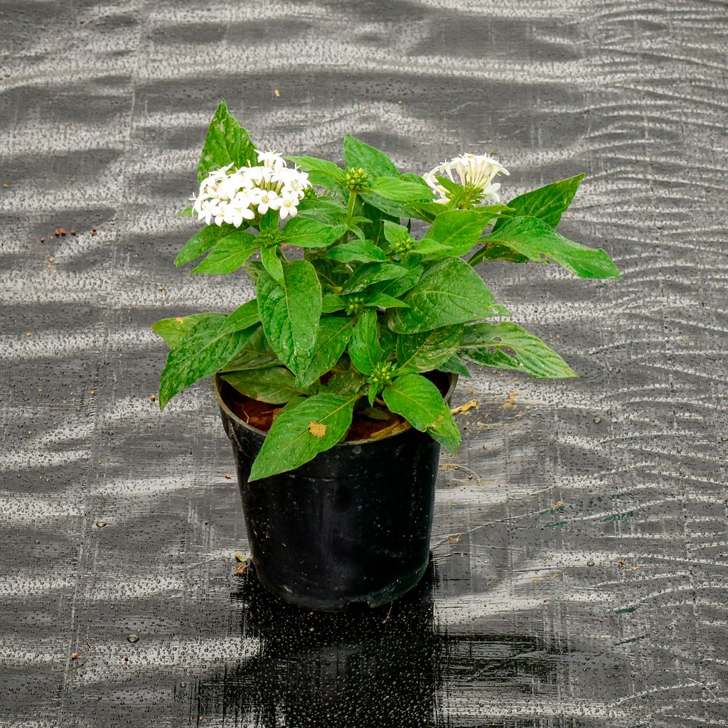 Pentas White in 5 Inch Nursery Pot