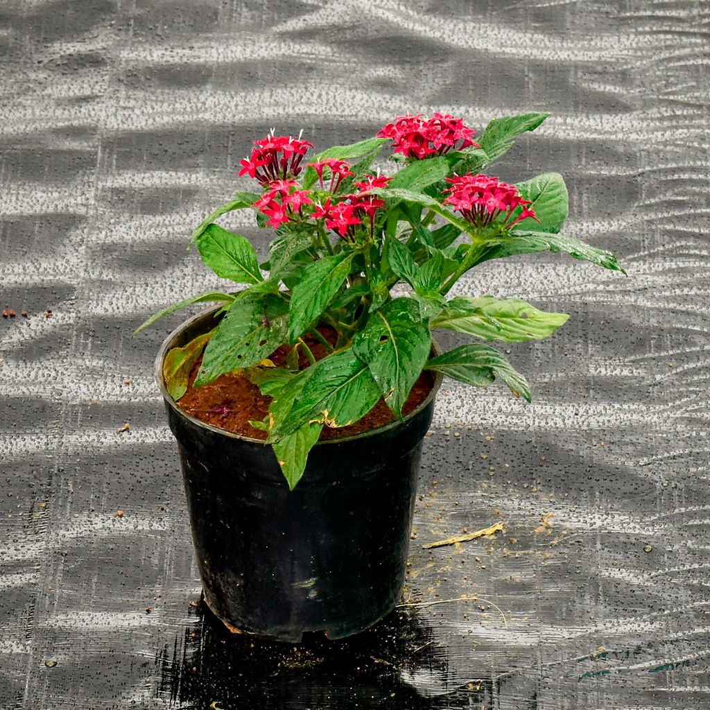 Pentas Red in 5 Inch Nursery Pot