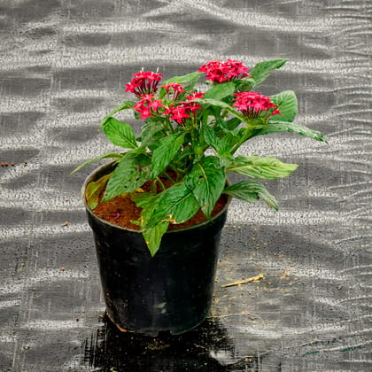 Buy Pentas Red in 5 Inch Nursery Pot Online | Urvann.com