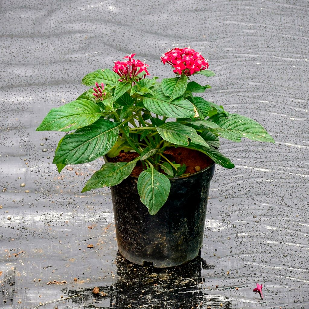 Pentas Red in 5 Inch Nursery Pot