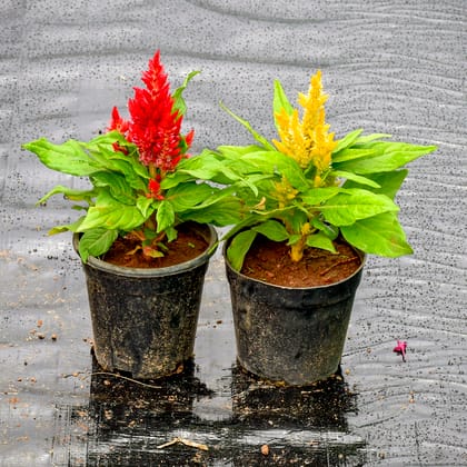 Buy Set Of 2 - Celosia / Cockscomb (Pink & Purple) in 4 Inch Nursery Pot Online | Urvann.com