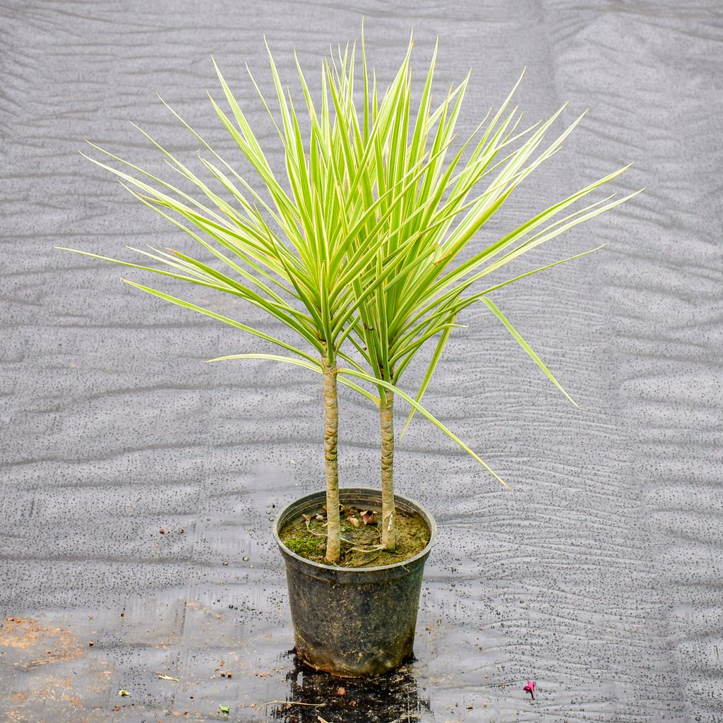 Dracaena White in 6 Inch Nursery Pot