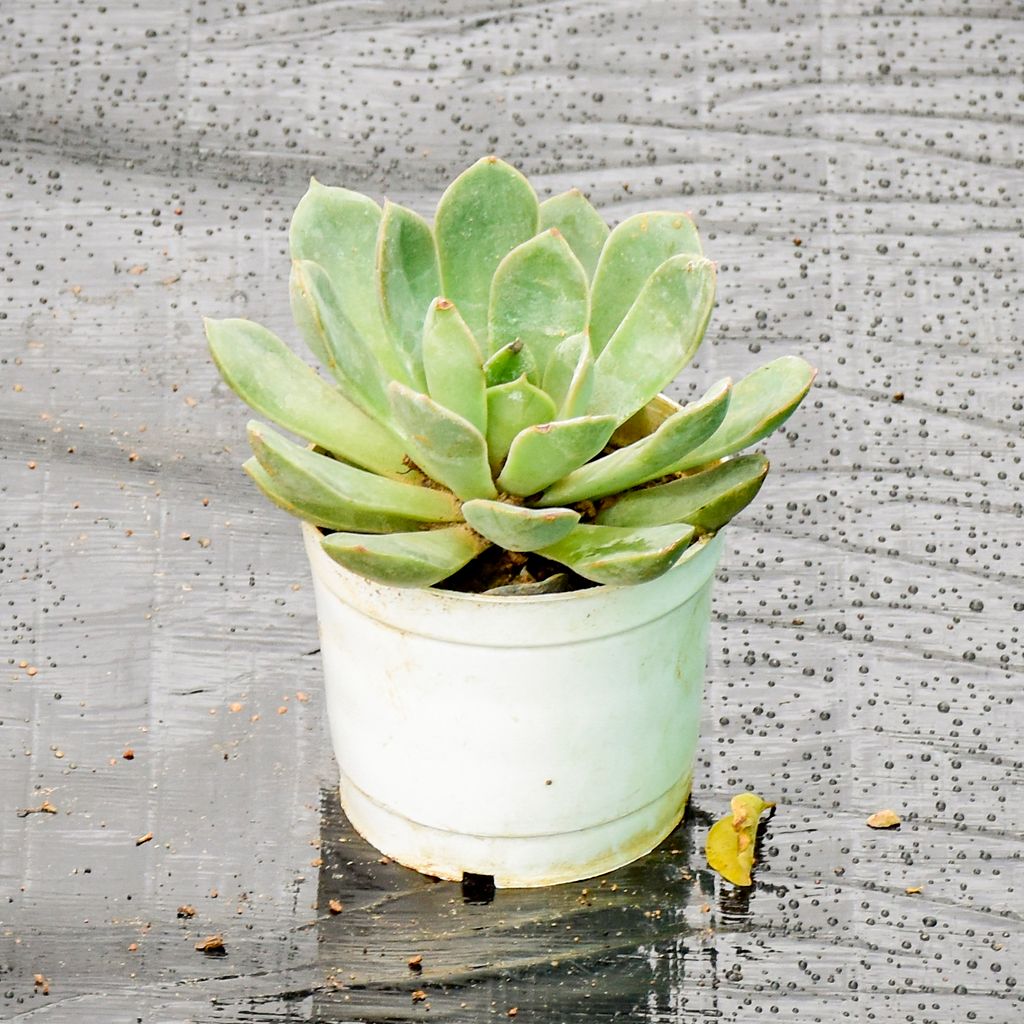 Agave / Kamal Cactus in 3 Inch Nursery Pot