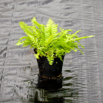 Buy Fern Golden in 6 Inch Nursery Pot Online | Urvann.com