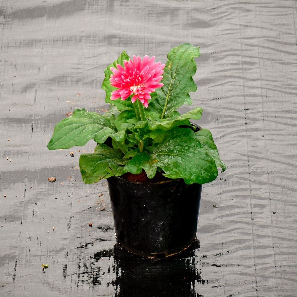 Gerbera Pink in 5 Inch Nursery Pot