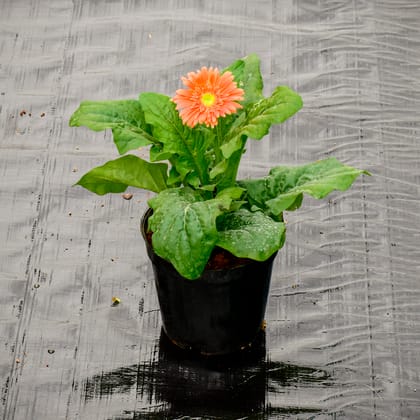 Buy Gerbera (Any Colour) in 5 Inch Nursery Pot Online | Urvann.com