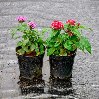 Buy Set Of 2 - Pentas (Any Colour) in 5 Inch Nursery Pot Online | Urvann.com