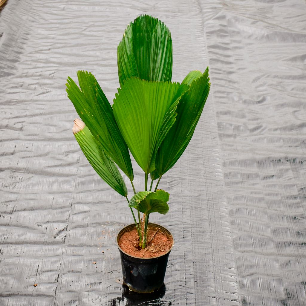 Table Palm in 6 Inch Nursery Pot