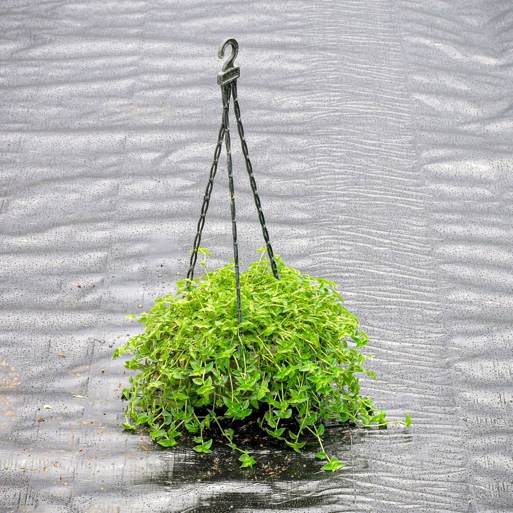 Turtle Vine Green in 6 Inch Hanging Pot