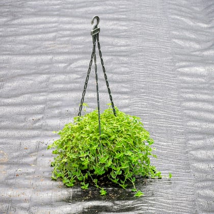 Buy Turtle Vine Green in 6 Inch Hanging Pot Online | Urvann.com