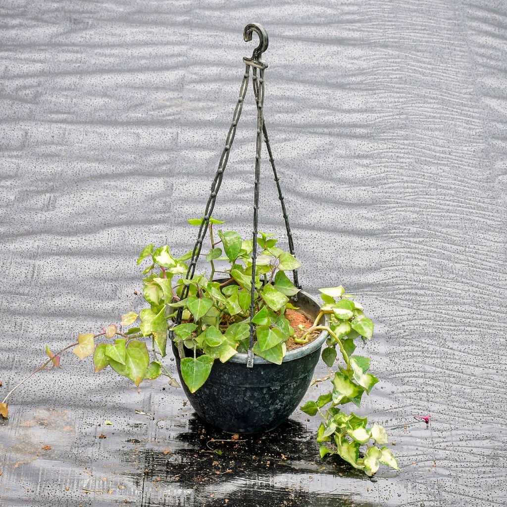 English Ivy Succulent in 6 Inch Hanging Pot