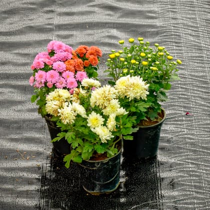 Buy Set Of 3 - Chrysanthemum / Guldaudi (Any Colour) in 4 Inch Nursery Pot Online | Urvann.com