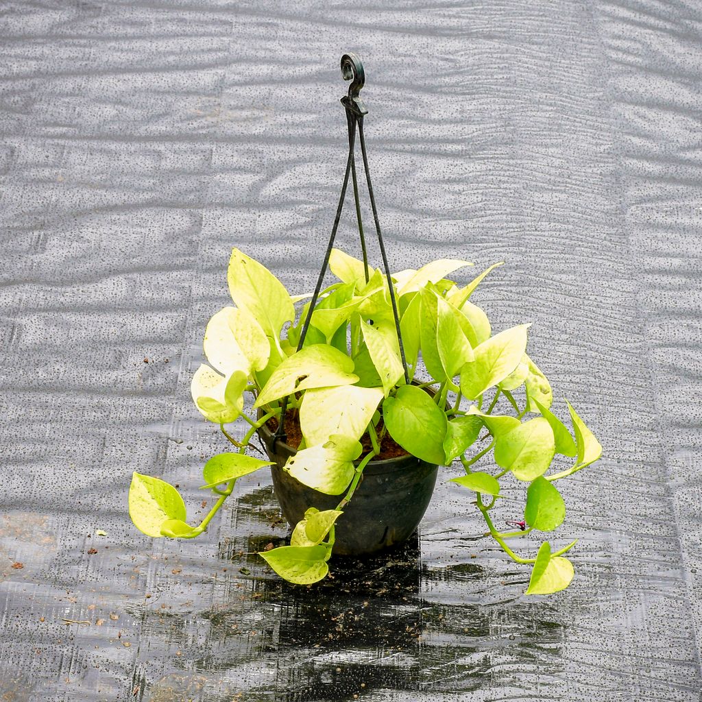 Money Plant Golden in 6 Inch Hanging Pot