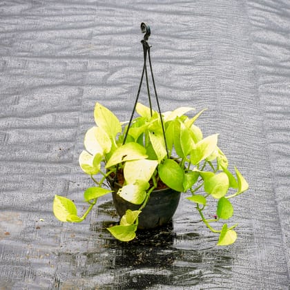 Buy Money Plant Golden in 6 Inch Hanging Pot Online | Urvann.com