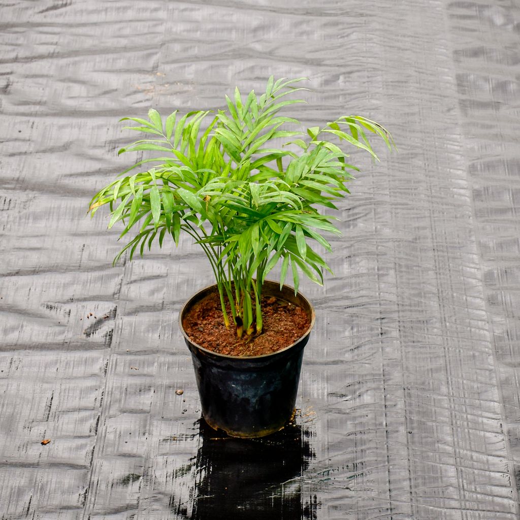 Chamaedorea Palm in 5 Inch Nursery Pot