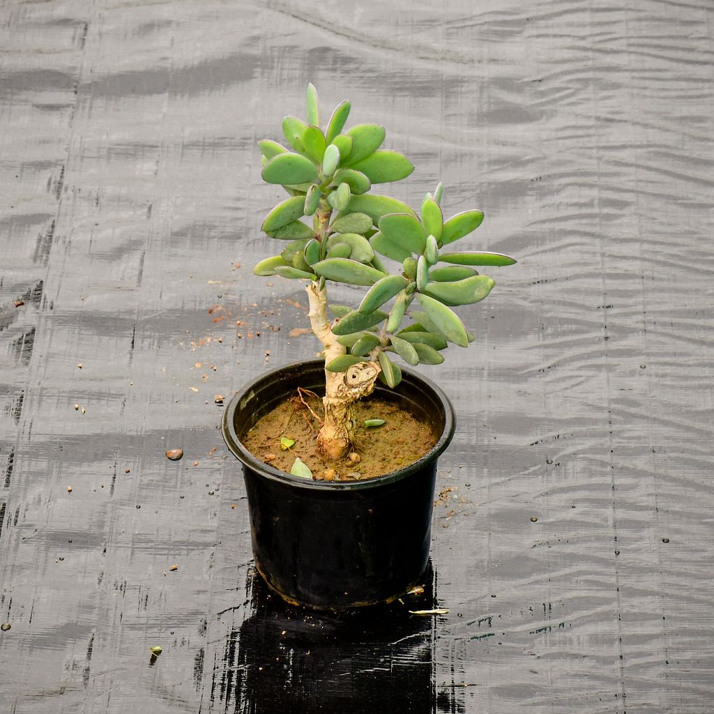 Crassula Jade in 5 Inch Nursery Pot