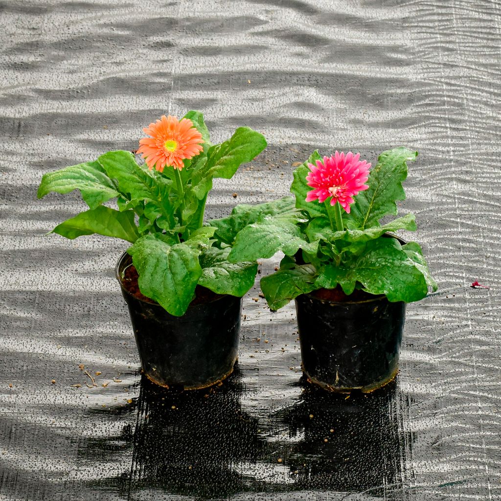 Set Of 2 - Gerbera (Any Colour) in 5 Inch Nursery Pot