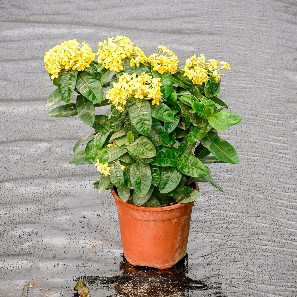 Ixora Yellow in 5 Inch Nursery Pot