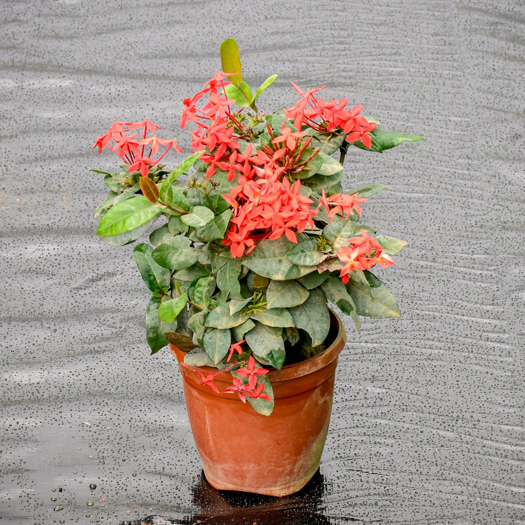 Ixora Red in 5 Inch Nursery Pot