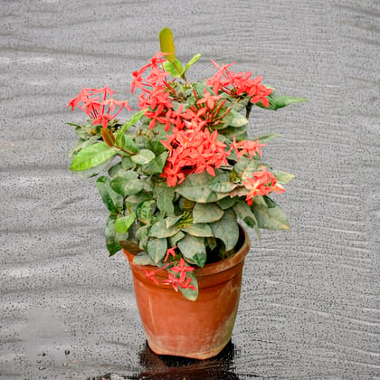 Buy Ixora Red in 5 Inch Nursery Pot Online | Urvann.com