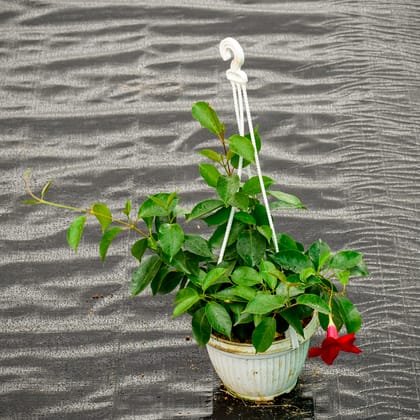 Buy Mandevilla Red in 5 Inch Hanging Pot Online | Urvann.com