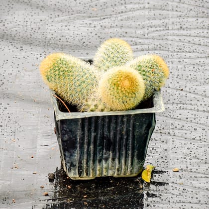 Buy Cactus Mammillaria in 3 Inch Plastic Cover Online | Urvann.com