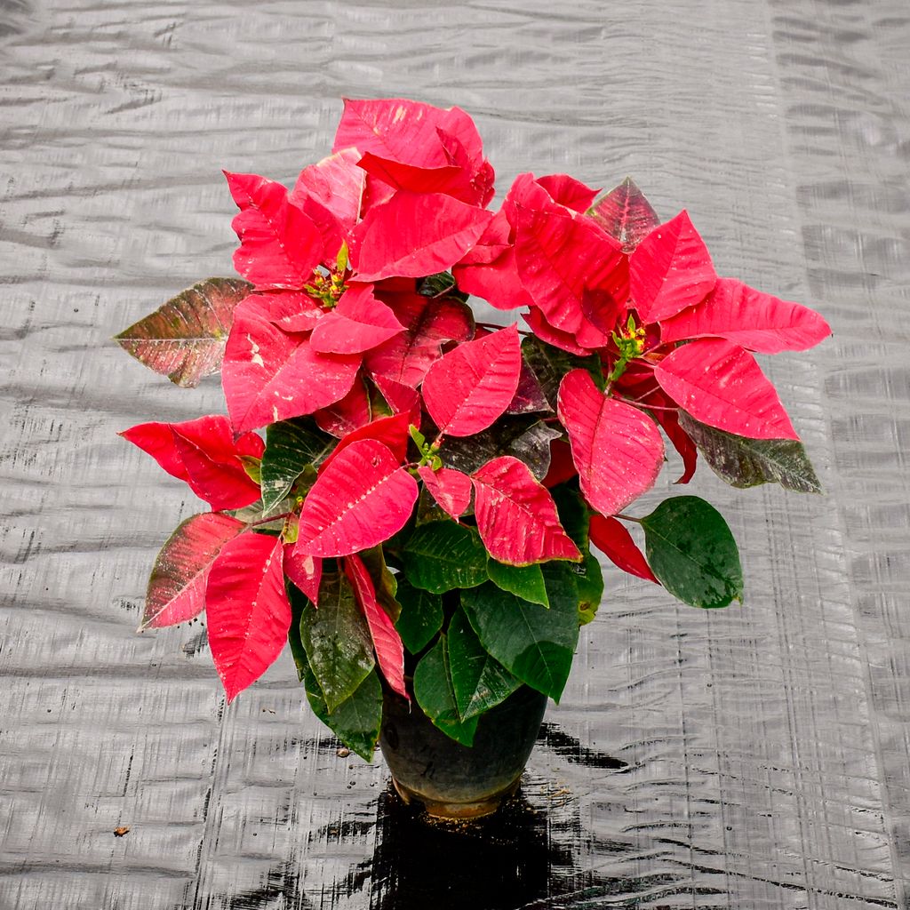 Poinsettia / Christmas Flower Red in 5 Inch Nursery Pot