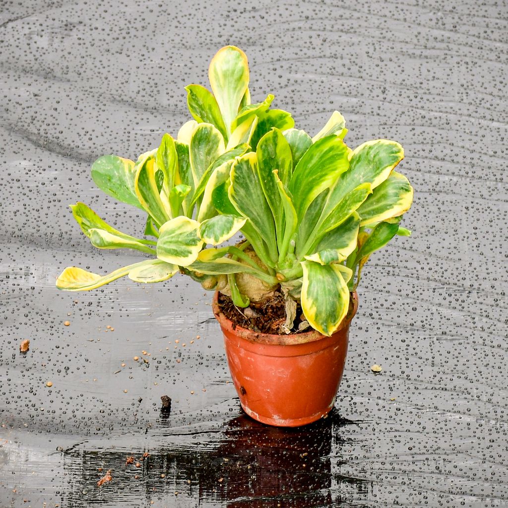 Euphorbia Unispina in 3 Inch Nursery Pot