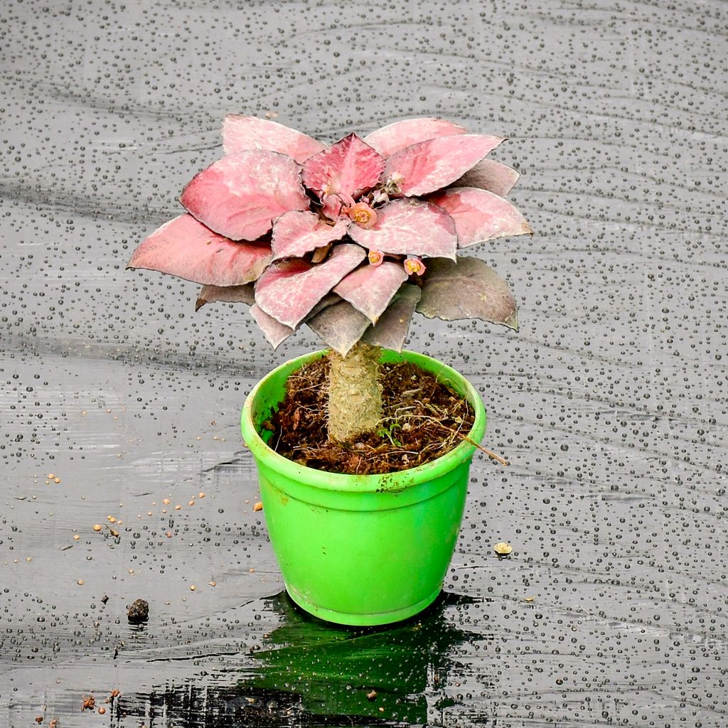 Euphorbia Red in 3 Inch Nursery Pot