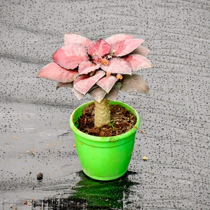 Buy Euphorbia Red in 3 Inch Nursery Pot Online | Urvann.com