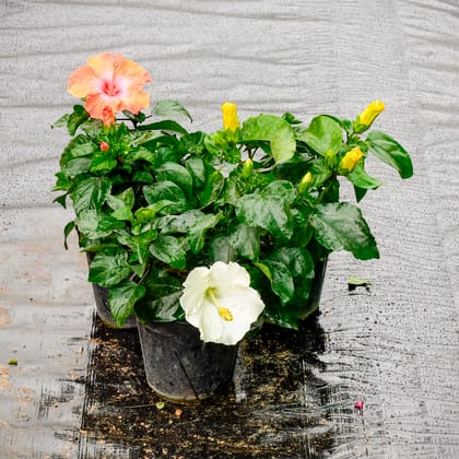 Buy Set Of 3 - Hibiscus Dwarf (Any Colour) in 6 Inch Nursery Pot Online | Urvann.com