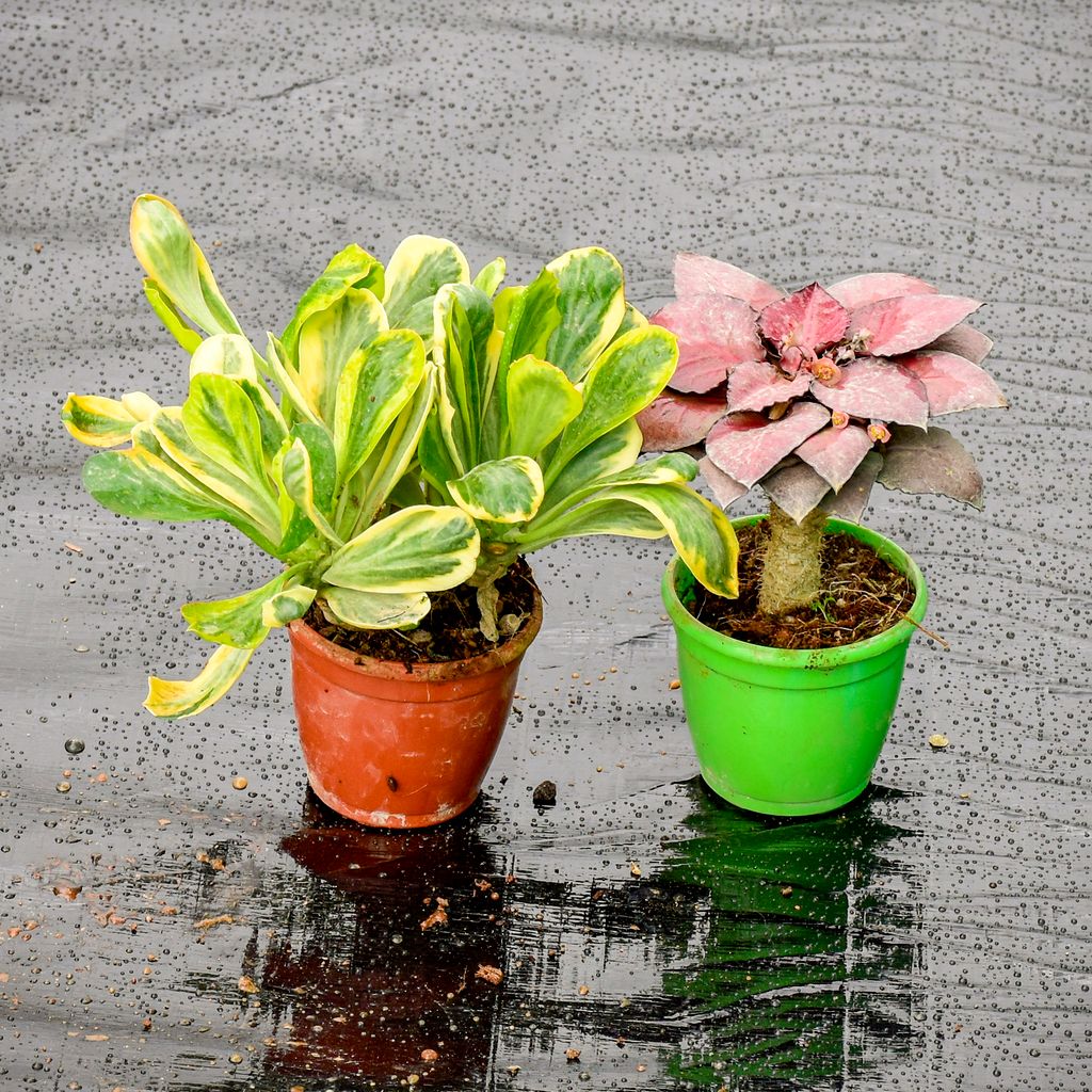 Set Of 2 - Euphorbia (Unispina & Red) in 3 Inch Nursery Pot