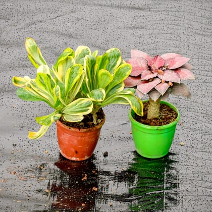 Buy Set Of 2 - Euphorbia (Unispina & Red) in 3 Inch Nursery Pot Online | Urvann.com