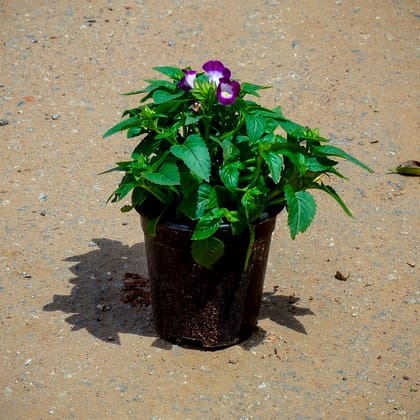 Buy Torenia / Wishbone (Any Colour) in 4 Inch Nursery Pot Online | Urvann.com