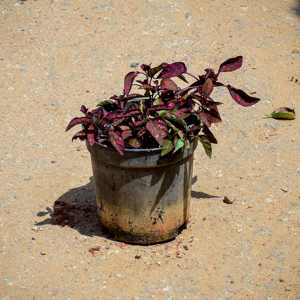 Hypoestes / Polka Dot Red in 4 Inch Nursery Pot