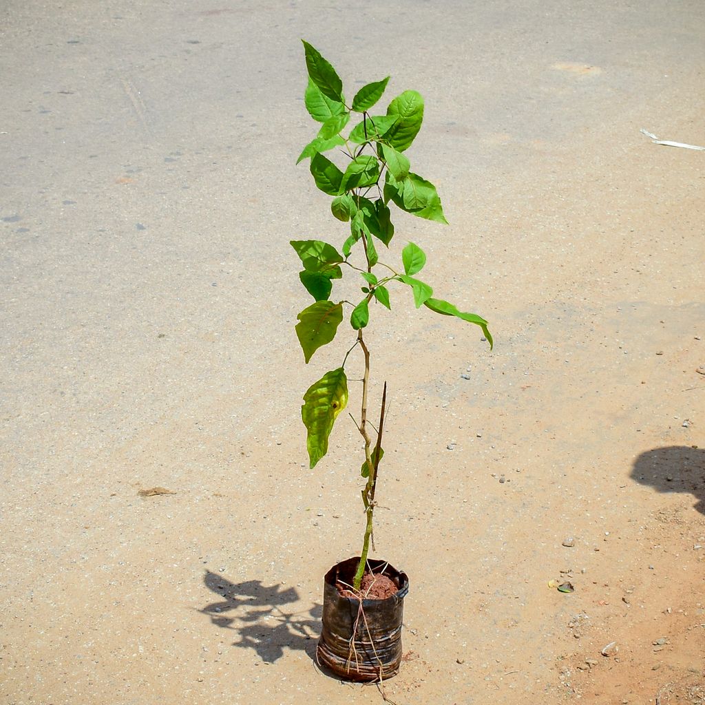 Bel Patra (~ 1.5 Ft) in 5 Inch Nursery Bag