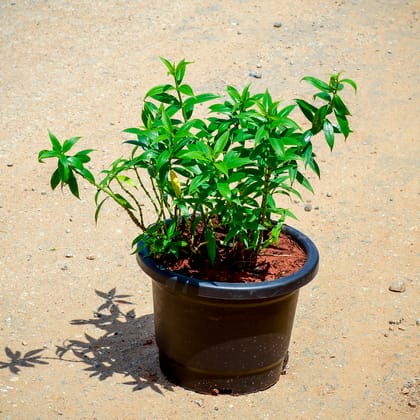 Buy Allamanda Bushy (Any Colour) in 8 Inch Nursery Pot Online | Urvann.com