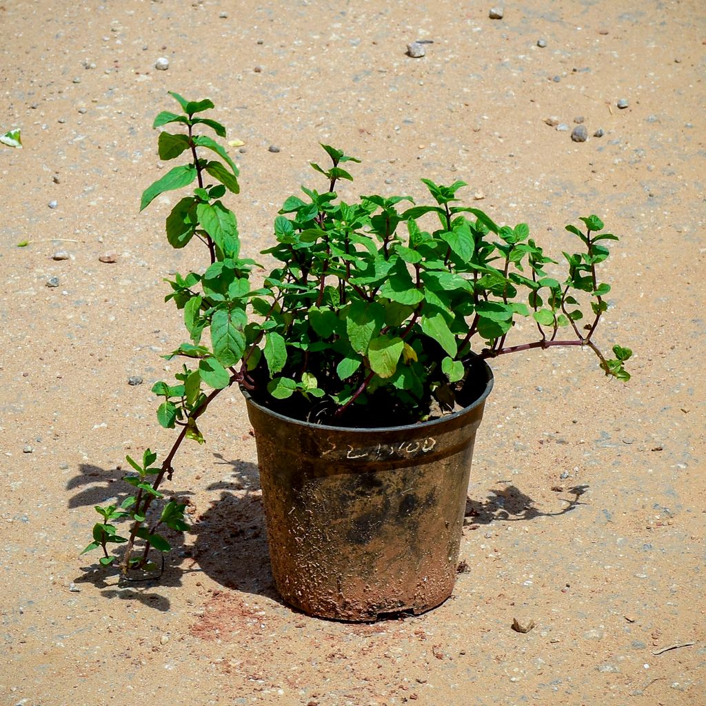 Mint / Pudina  in 5 Inch Nursery Pot