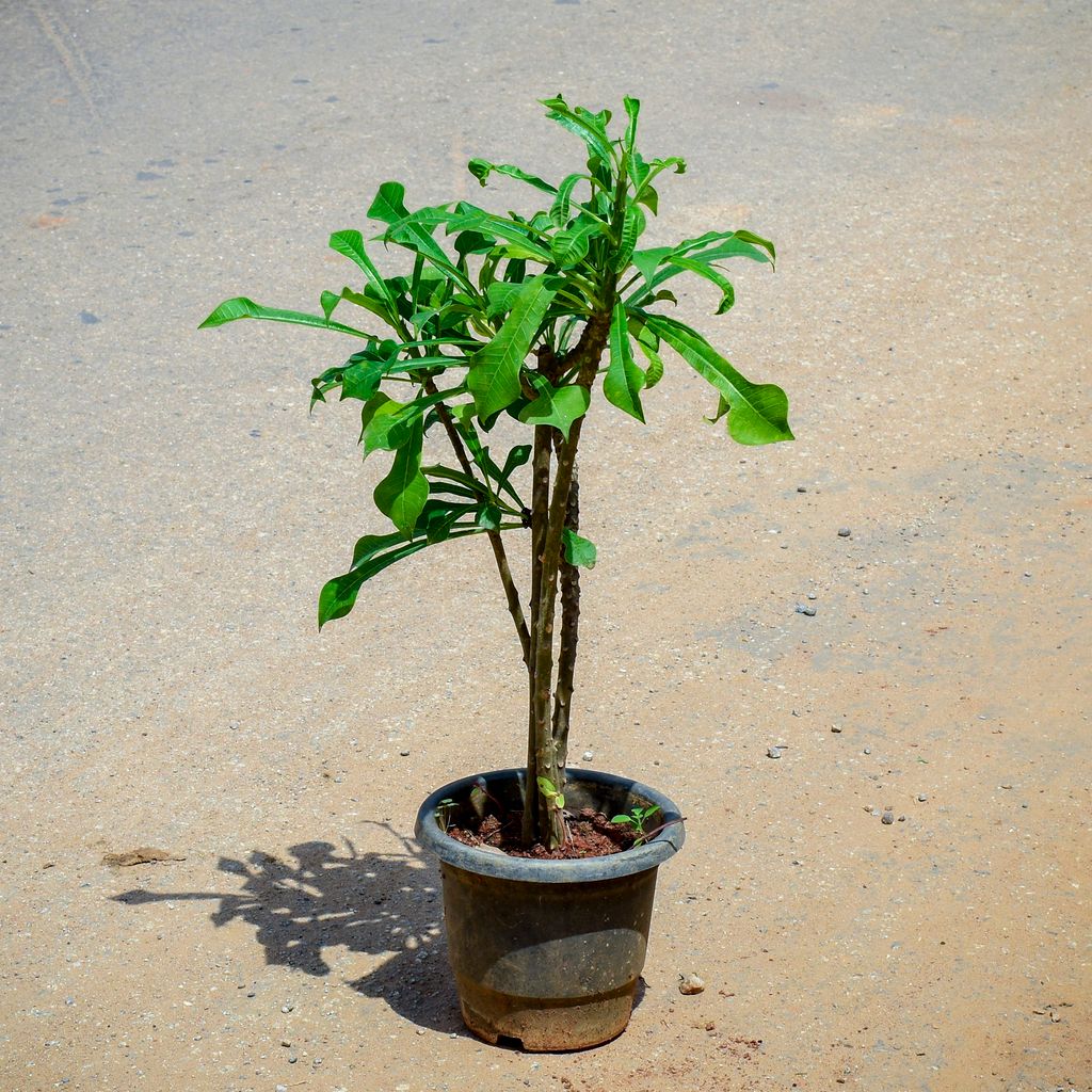 Champa / Plumeria (~.15 Ft) in 8 Inch Nursery Pot