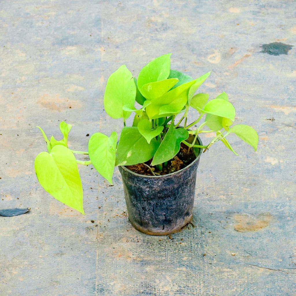 Money Plant Golden in 5 Inch Nursery Pot