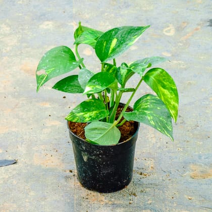 Buy Money Plant Green in 5 Inch Nursery Pot Online | Urvann.com